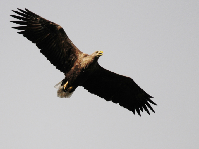 Fliegender Seeadler von unten.