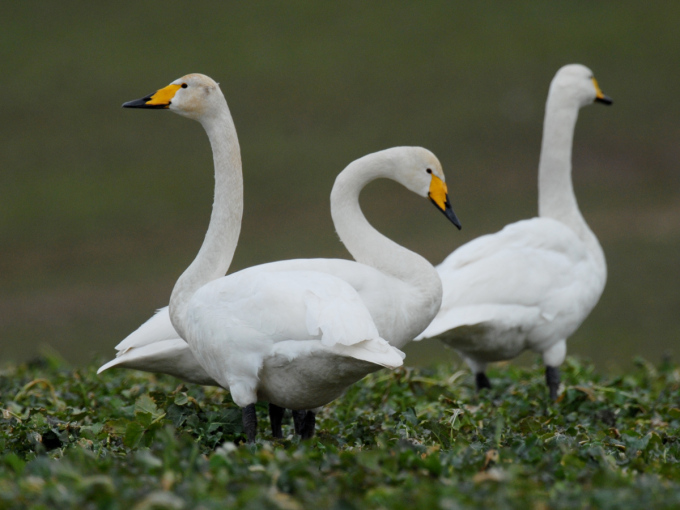 Zwei Singschwäne im Profil: einer mit geradem, einer mit geschwungenem Hals.
