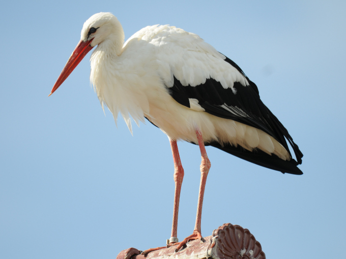 Ein beringter Weißstorch steht auf dem Giebel eines Hauses.