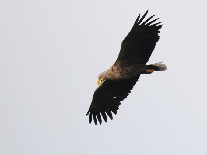 Fliegender Seeadler im Profil.