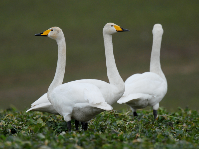 Drei Singschwäne mit geradem Hals im Profil.