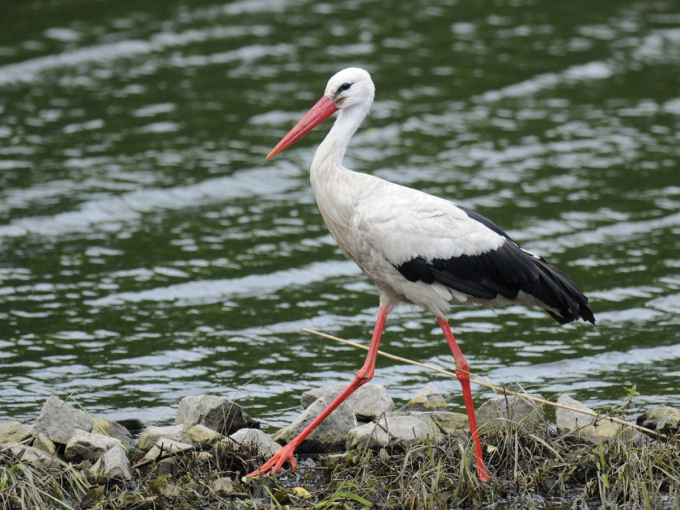 Schreitender Weißstorch an einem Ufer