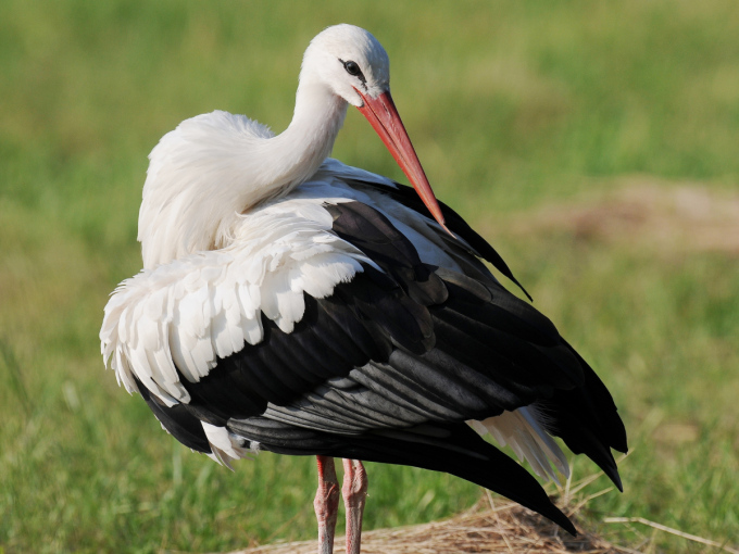 Ein Weißstorch bei der Gefiederpflege.