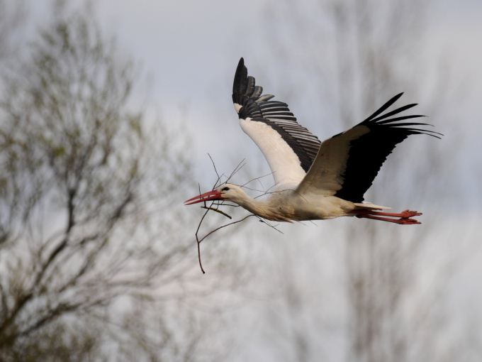 Fliegender Weißstorch transportiert in seinem Schnabel kleine Äste als Nistmaterial.