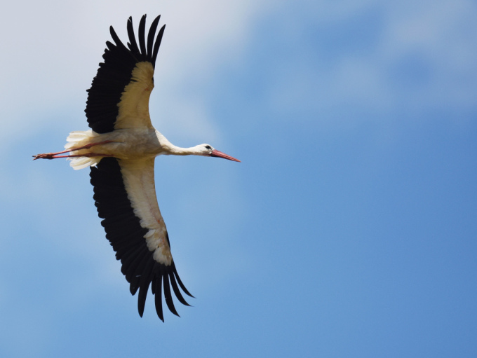 Fliegender Weißstorch von unten gesehen.