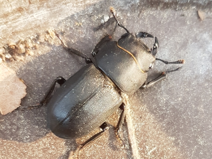 Ein männlicher Balkenschröter in der Draufsicht