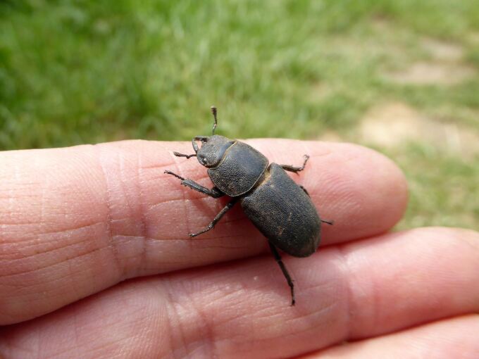 Ein weiblicher Balkenschröter auf einer Hand