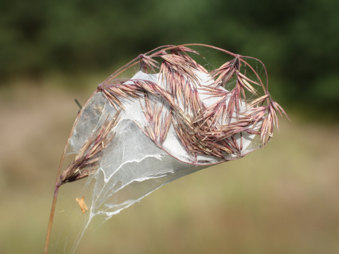 Brutgespinst des Ammen-Dornfingers in einer Grasrispe