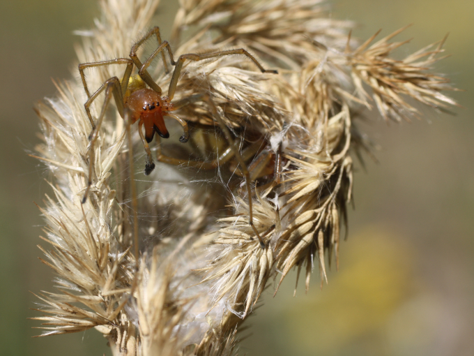 Zwei Ammen-Dornfinger zur Paarungszeit in einem Gespinst in einer Grasrispe