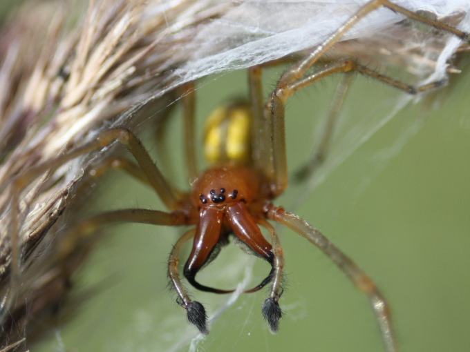 Nahansicht eines Ammen-Dornfingers mit kräftig ausgeprägten Kieferklauen in einer Grasrispe
