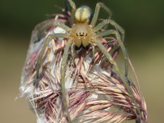 Ammen-Dornfinger sitzt auf einem Brutgespinst in einer Grasrispe