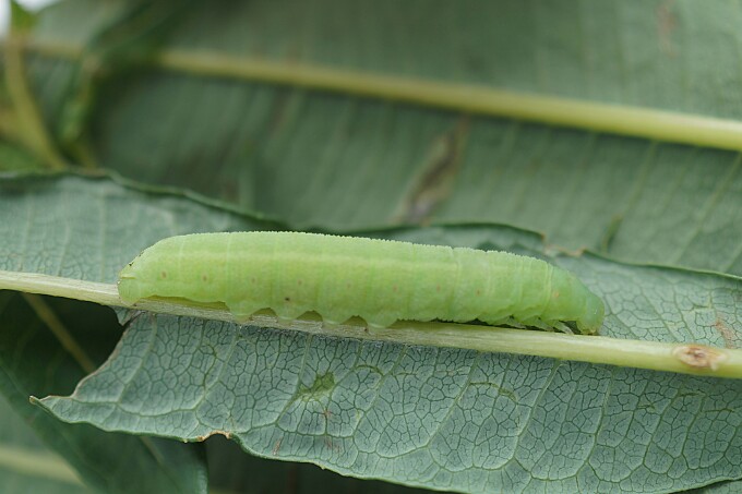 Jungraupe Nachtkerzenschwärmer