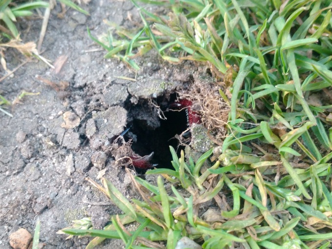 Ein adulter Hirschkäfer bricht durch die Erddecke (die Larven entwickeln sich im Erdboden). Er hinterlässt ein Loch im Boden, das in etwa so groß ist, wie ein Mäuseloch.