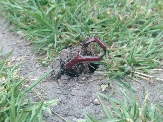 Ein adulter Hirschkäfer bricht durch die Erddecke (die Larven entwickeln sich im Erdboden). Er hinterlässt ein Loch im Boden, das in etwa so groß ist, wie ein Mäuseloch.