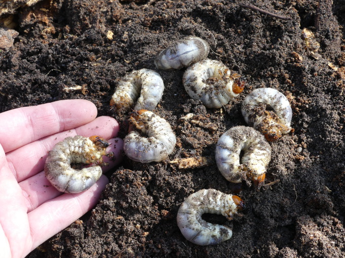 Acht ausgegrabene Hirschkäferlarven in lockerer Erde, mit Hand zum Größenvergleich 