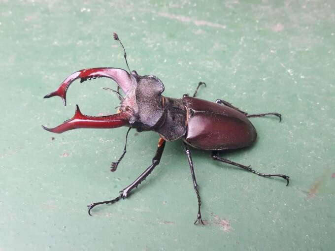 Männlicher Hirschkäfer 