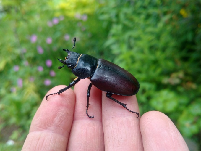 Weiblicher Hirschkäfer auf einer Hand