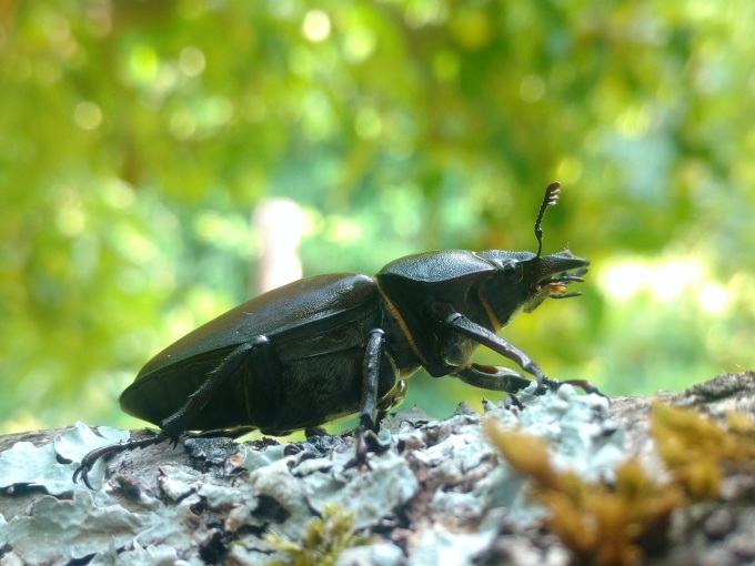 Weiblicher Hirschkäfer auf einem Ast, Ansicht von schräg unten