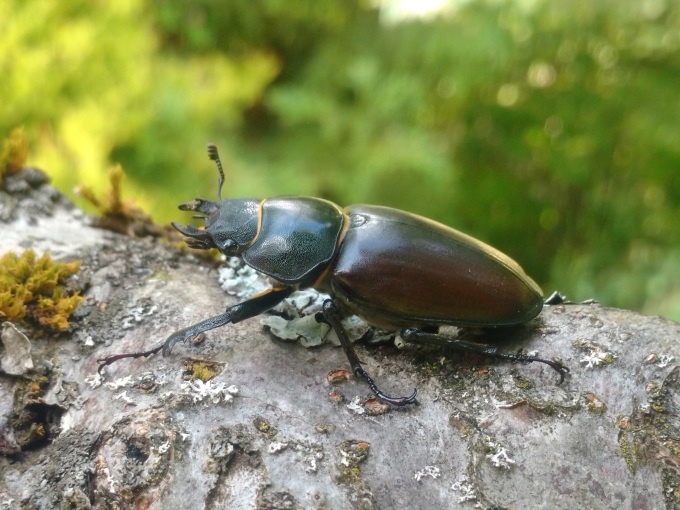 Weiblicher Hirschkäfer auf einem Ansicht, Draufsicht