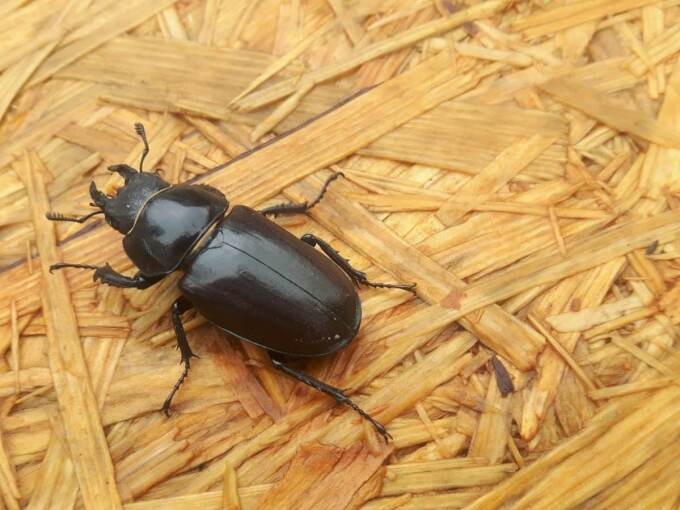 Hirschkäferweibchen