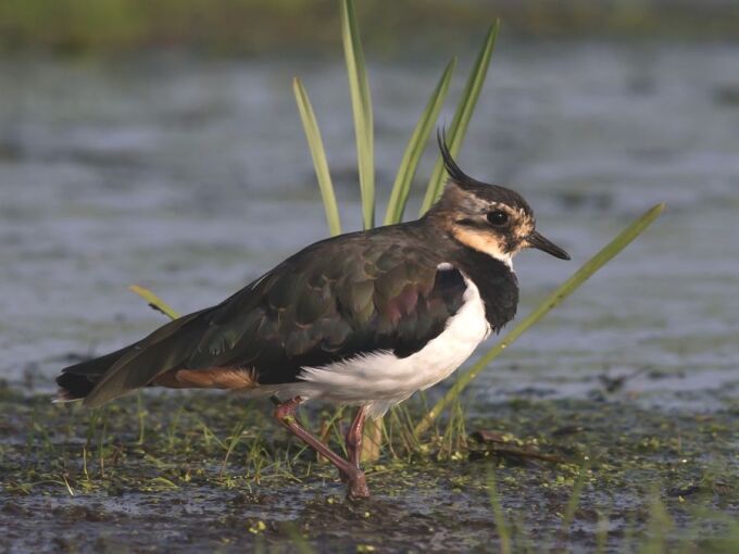 Rastender Kiebitz im Havelland