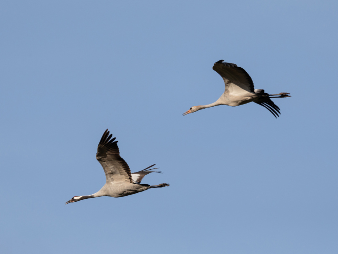 Ein ausgewachsener Kranich im Flug von schräg unten aufgenommen. Ihm folgt ein Jungvogel, bei dem die Färbung des Kopfes noch nicht so stark ausgeprägt ist.