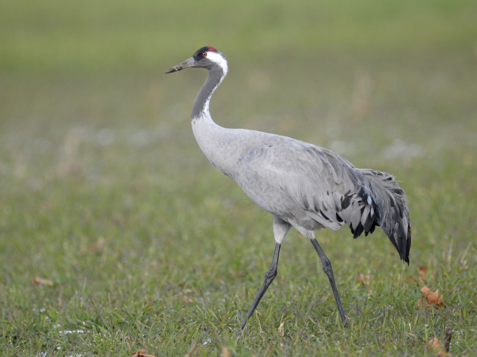 Ein schreitender Kranich auf einer Wiese.