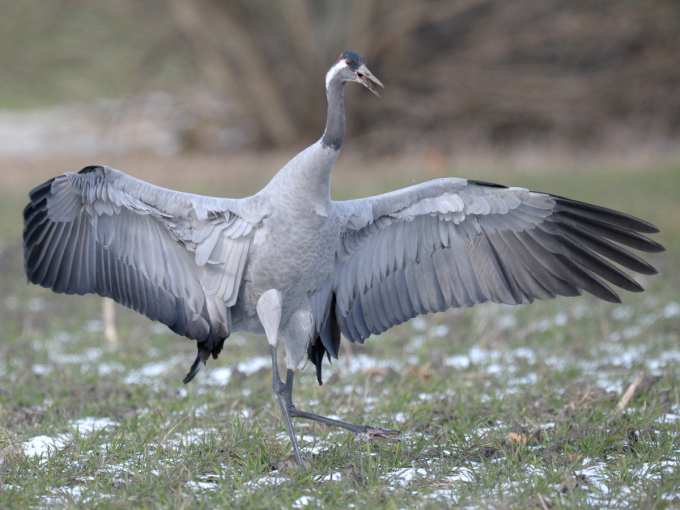 Fast senkrecht stehender, balzender Kranich mit ausgebreiteten Flügeln, geöffnetem Schnabel und einem angehobenen Bein.