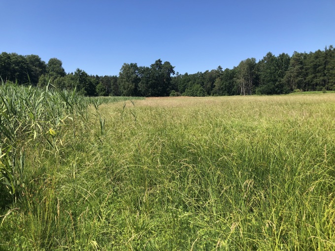  Das Bild zeigt eine Landschaftsfläche mit Schilf und Sauergras, typische Arten, die auf Moorflächen vorkommen. 