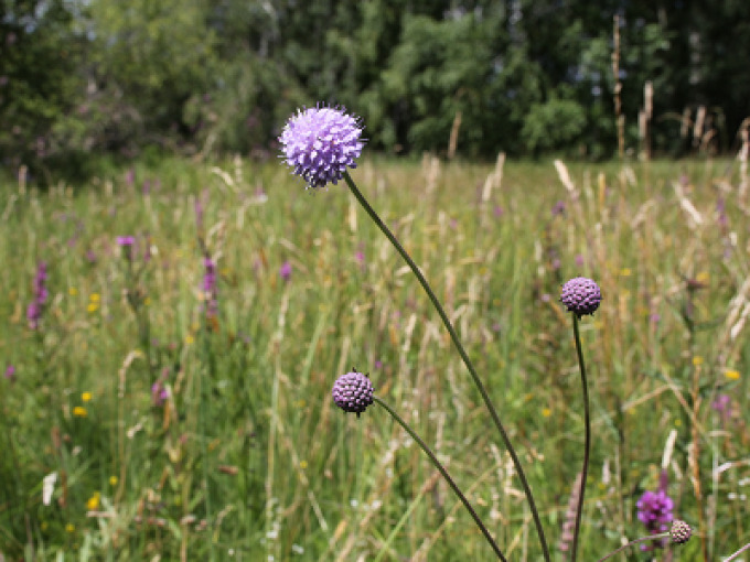 Auf dem Foto ist eine Pfeifengraswiese in der Nuthe-Nieplitz-Niederung dargestellt. Im Vordergrund sieht man die Pflanze Teufelsabbiss (Succisa pratensis) mit drei halbkugeligen, lilafarbenen Blütenständen. Beim mittleren sind deren zahlreiche Einzelblüten bereits zu sehen