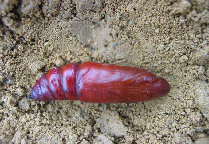 Puppe Nachtkerzenschwärmer