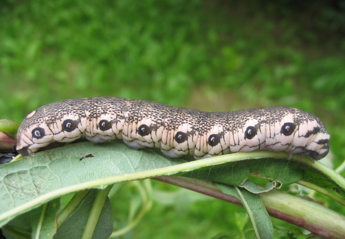 Ältere Raube Nachtkerzenschwärmer
