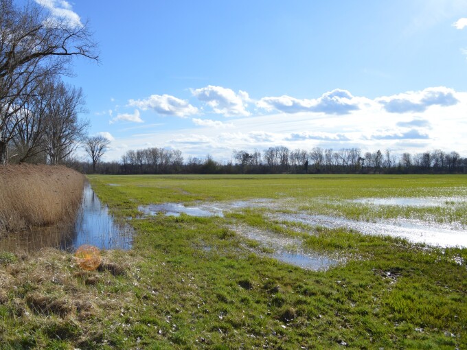 Eine Staufläche im Winter im Rhinluch