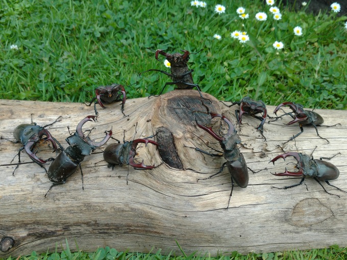 Neun männliche Hirschkäfer auf einem liegenden Baumstamm