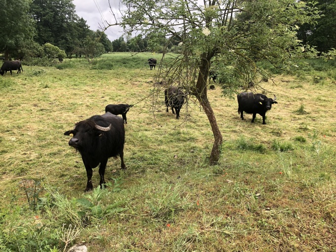 Das Bild zeigt Wasserbüffel auf einer naturnahen Fläche. Wasserbüffel können auch auf nassen Moorflächen weiden.  