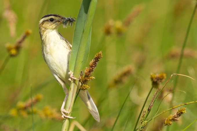 Ein Seggenrohrsänger klammert sich an einen Halm und hält Insekten im Schnabel. 