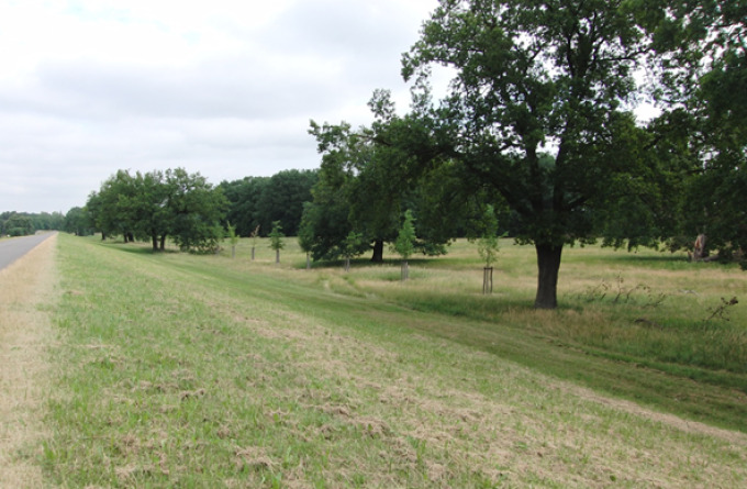 Bäume stehen auf einer Wiese im Vorland der Neuzeller Niederung
