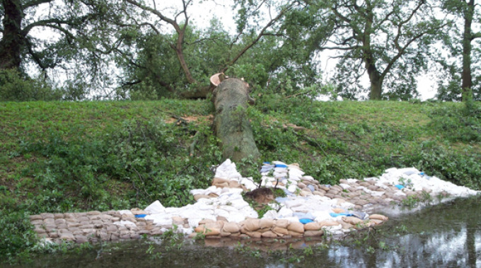 Umgestürzter großer Baum auf dem Deich mit Krater bei Elbehochwasser 2013