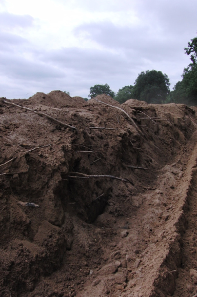 Baumwurzeln in einem Altdeich bei Eisenhüttenstadt  
