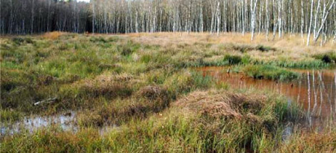 Blick auf die Flachabtorfung im Oktober 2013. Eine rasante Besiedlung mit Schnabelsegge und Torfmoosen hat eingesetzt.