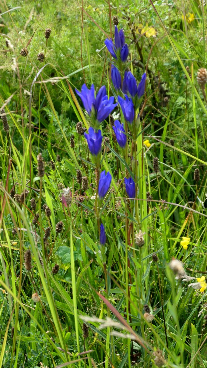 Porträt einer Pflanze, deren blau-lila Blüten einzeln übereinander an einem Halm aufgereiht sind; im Hintergrund eine grüne Wiese mit anderen vereinzelt gelb blühenden Pflanzen.