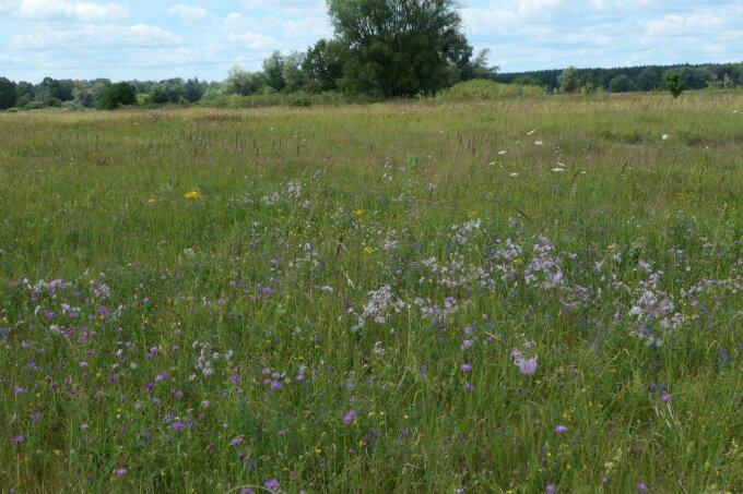 “: Im Vordergrund eine bunt blühende Wiese, im Hintergrund aufragende Bäume