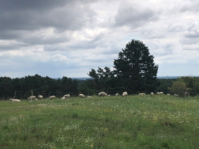 Eine Landschaftsaufnahme zeigt eine Hangkuppe, auf der Schafe in einem eingezäunten Bereich weiden, im Hintergrund bewaldete Umgebung