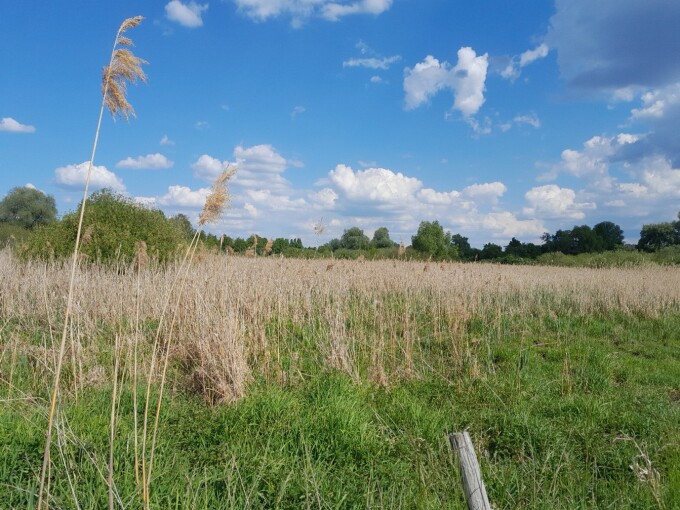 Eine Landschaftsaufnahme von einer Wiesenfläche, die mit Schilf zugewachsen ist. Mehrere Bäume stehen am Horizont im Hintergrund.