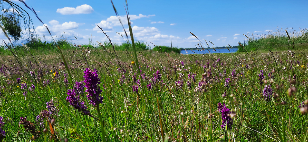 Im Vordergrund eine hoch gewachsene Wiese mit vielen lila Blüten – den Orchideen, im Hintergrund ein Seeufer mit hoch aufragendem Schilf.