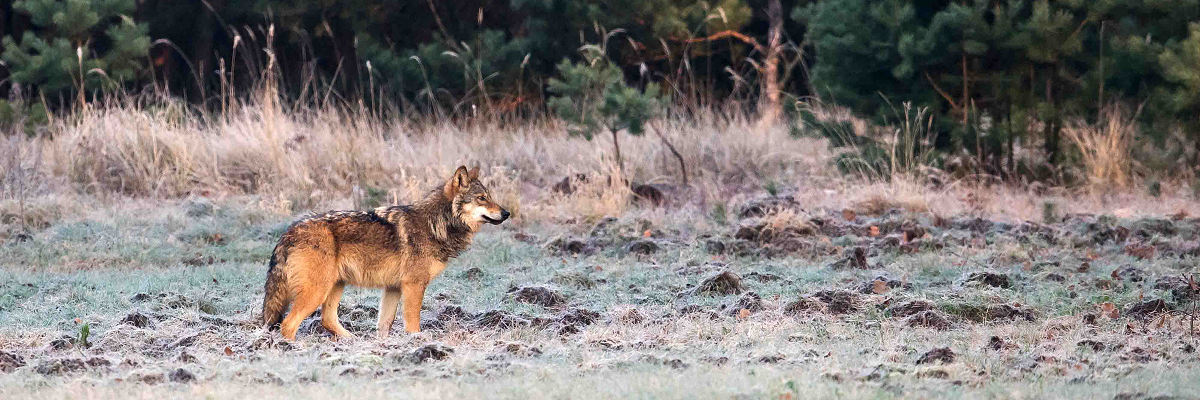 Ein Wolf steht auf einer mit Raureif bedeckten Grasfläche an einem Waldrand.  